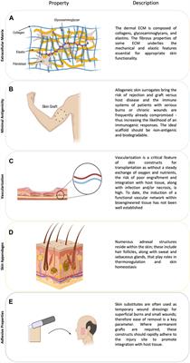 Moving lab-grown tissues into the clinic: organ-on-a-chip and bioengineered skin systems